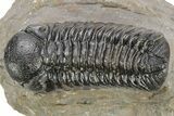 Detailed Austerops Trilobite - Ofaten, Morocco #224930-3